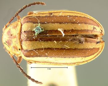 Media type: image;   Entomology 18755 Aspect: habitus dorsal view
